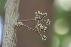 Coscinium fenestratum